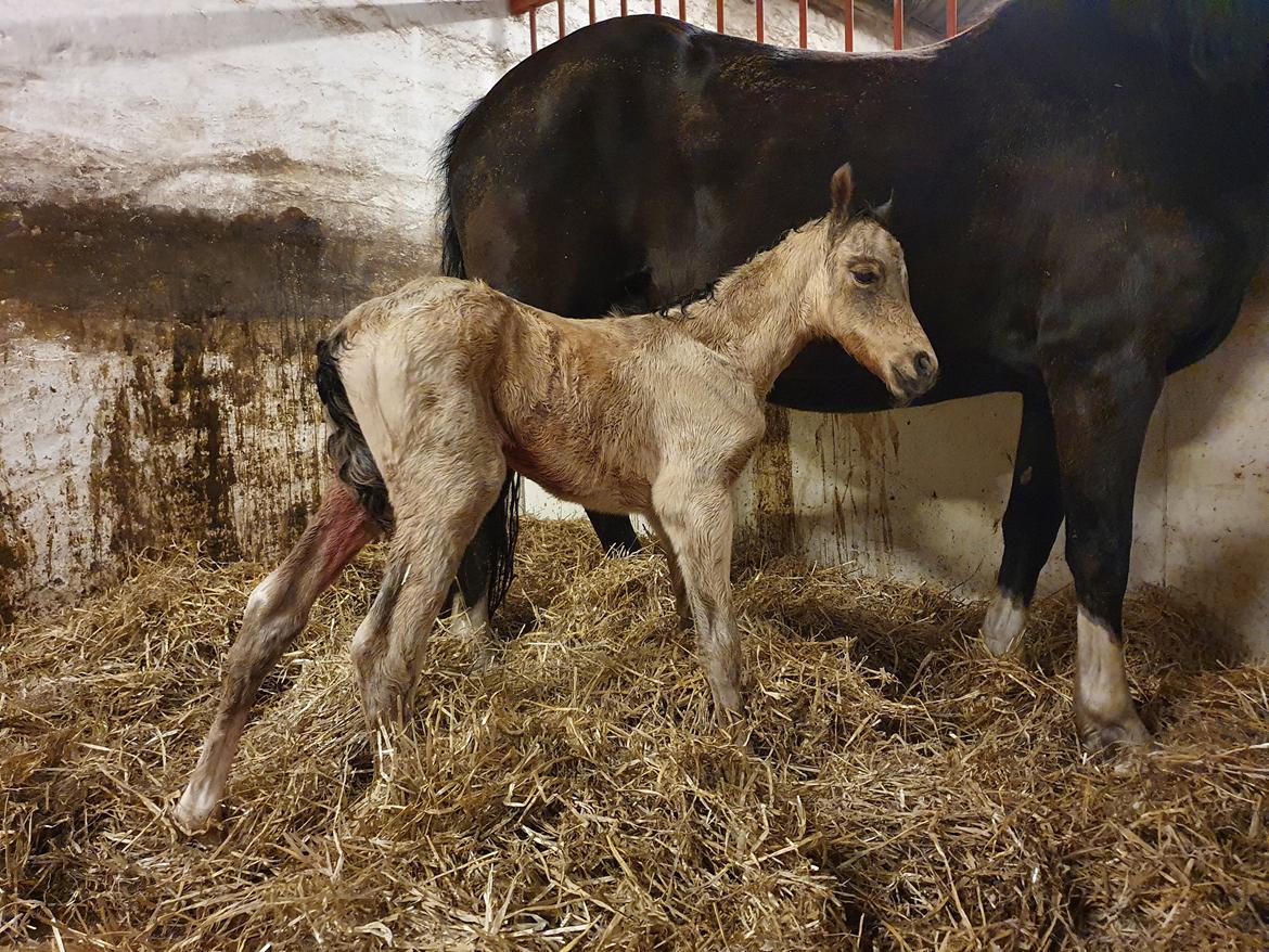 Welsh Partbred (Sec F) Struntze's Real Passion  billede 24