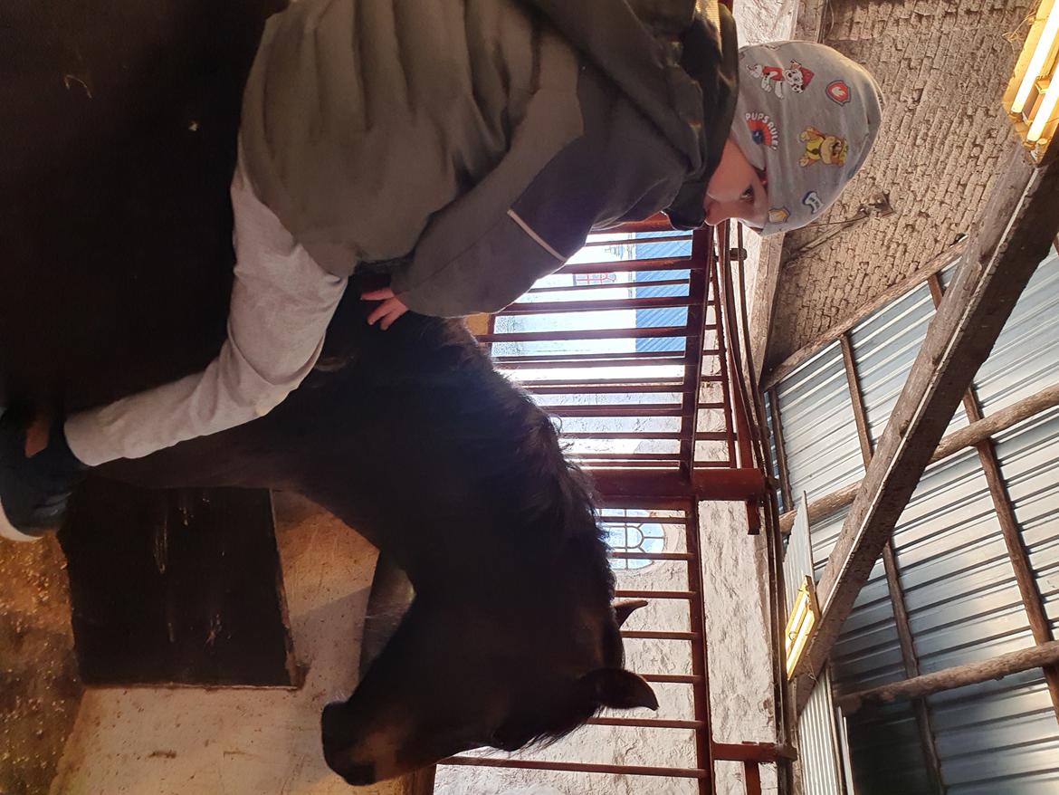 Welsh Partbred (Sec F) Struntze's Game Player billede 25