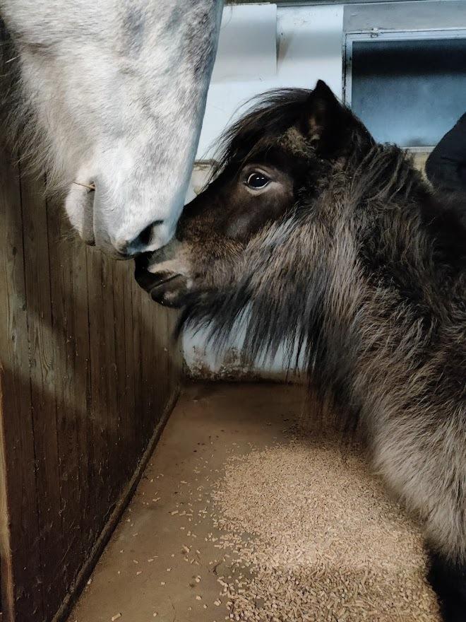 Shetlænder Paradisgården's Mini-Sydney (Emily) billede 1