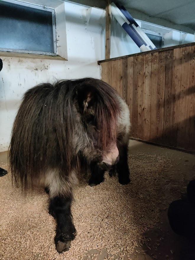 Shetlænder Paradisgården's Mini-Sydney (Emily) billede 2