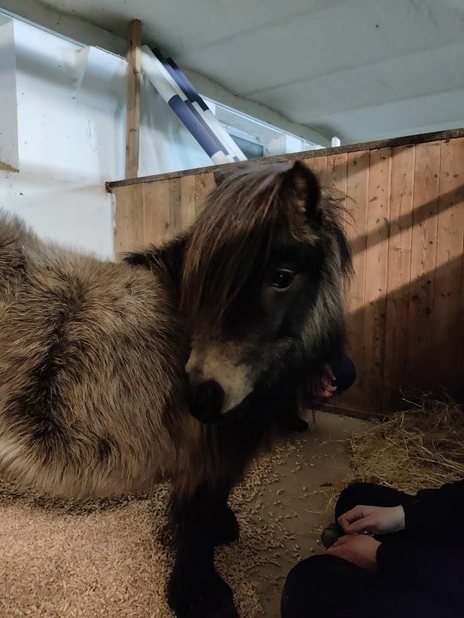 Shetlænder Paradisgården's Mini-Sydney (Emily) billede 3