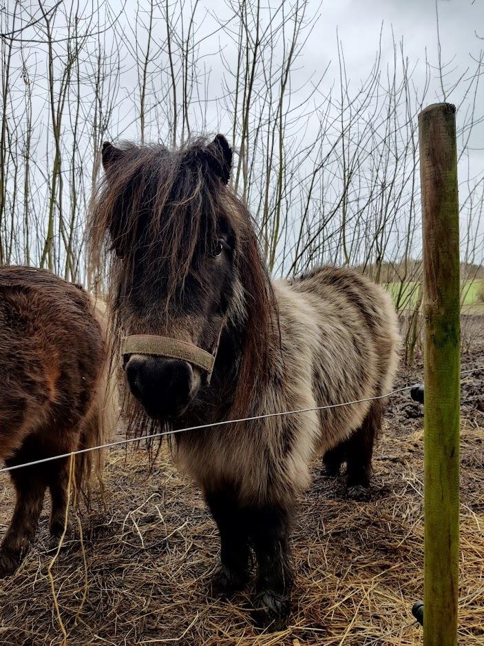Shetlænder Paradisgården's Mini-Sydney (Emily) billede 4