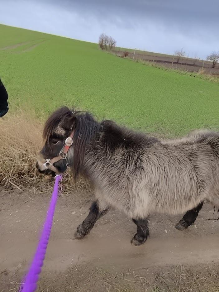 Shetlænder Paradisgården's Mini-Sydney (Emily) billede 5