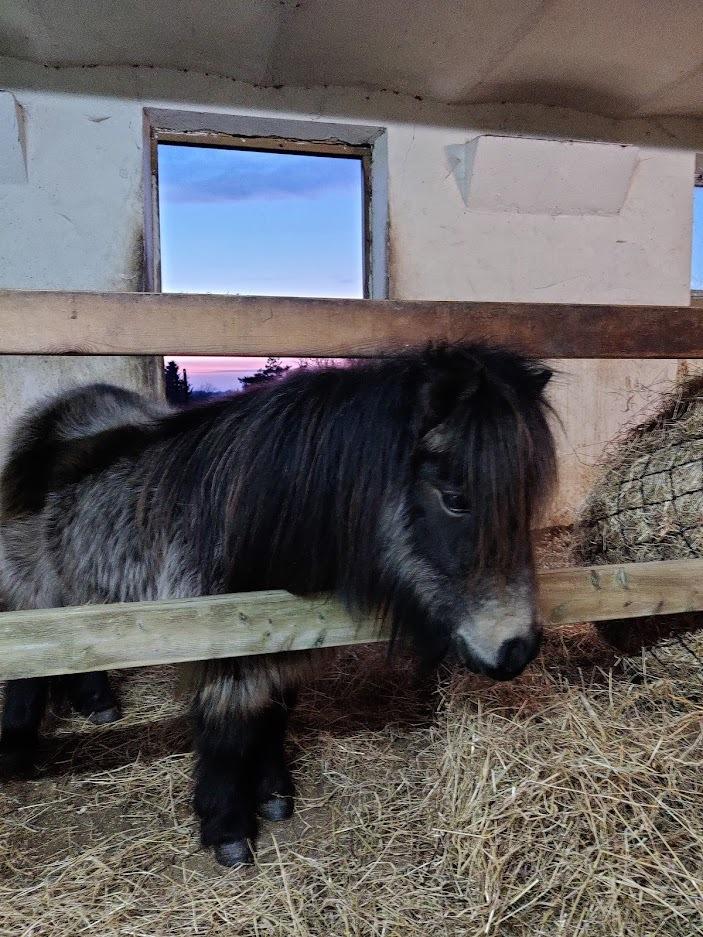 Shetlænder Paradisgården's Mini-Sydney (Emily) billede 6