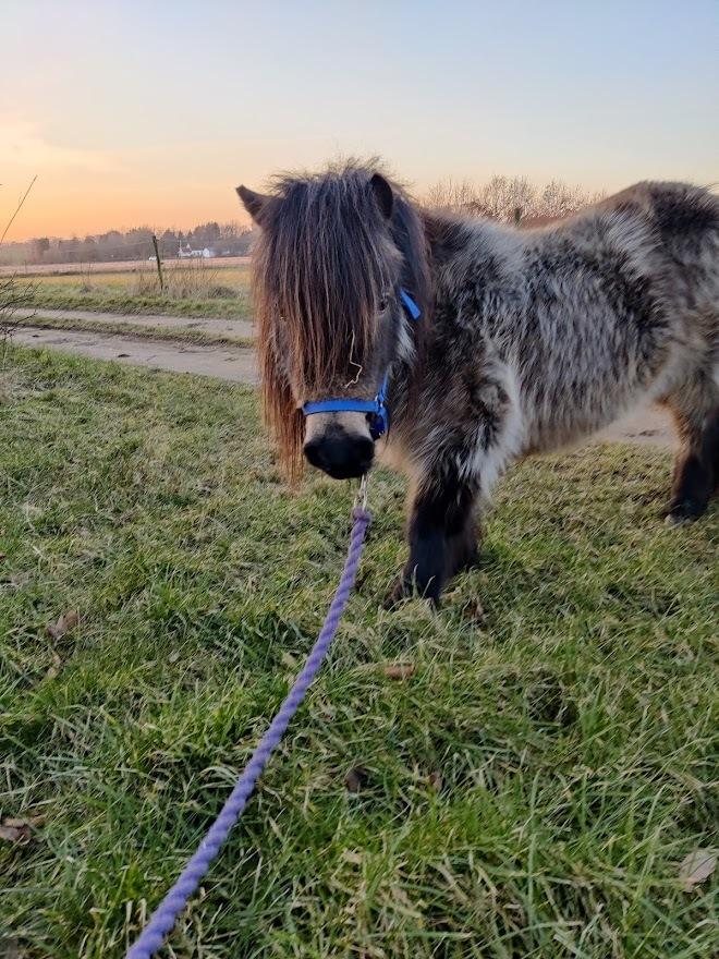 Shetlænder Paradisgården's Mini-Sydney (Emily) billede 7