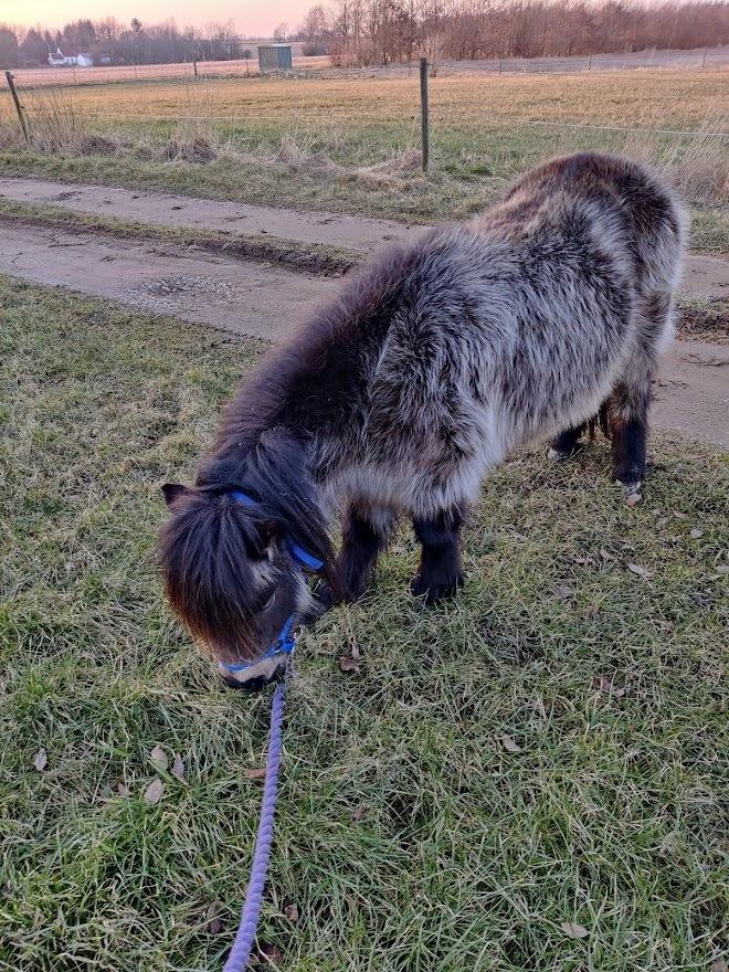 Shetlænder Paradisgården's Mini-Sydney (Emily) billede 8