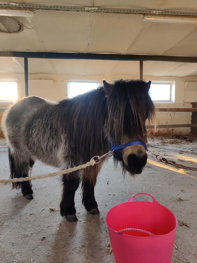 Shetlænder Paradisgården's Mini-Sydney (Emily) billede 9