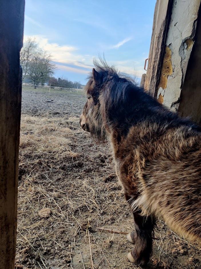 Shetlænder Paradisgården's Mini-Sydney (Emily) billede 10