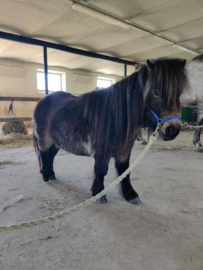 Shetlænder Paradisgården's Mini-Sydney (Emily) billede 11