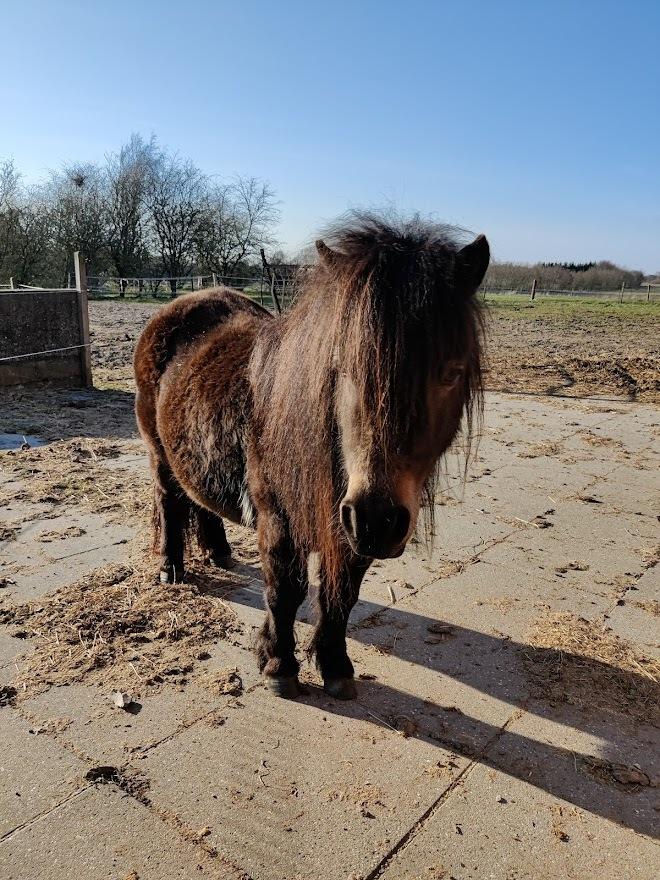 Shetlænder Paradisgården's Mini-Sydney (Emily) billede 12