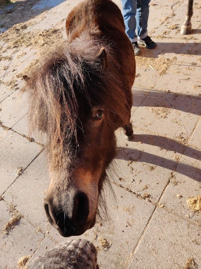 Shetlænder Paradisgården's Mini-Sydney (Emily) billede 13