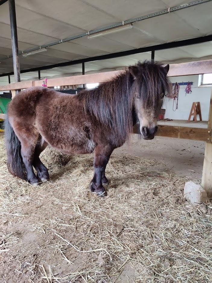 Shetlænder Paradisgården's Mini-Sydney (Emily) billede 14