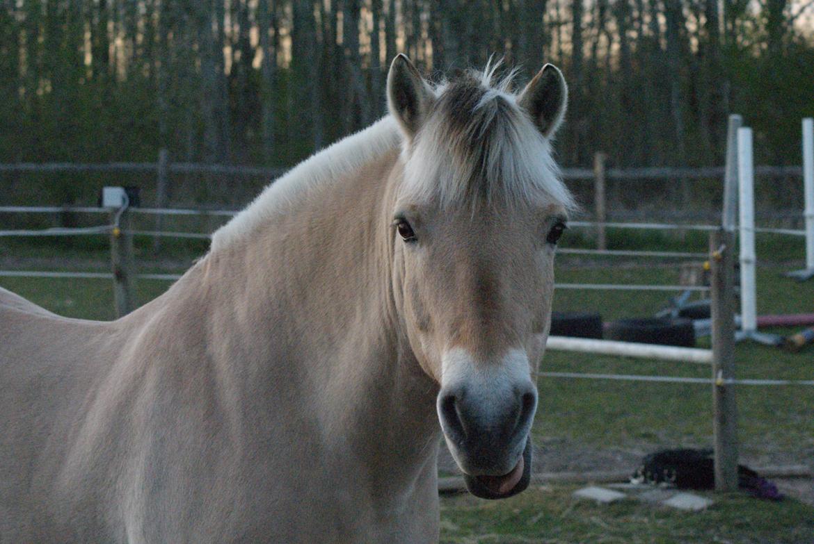 Fjordhest Krølle billede 46
