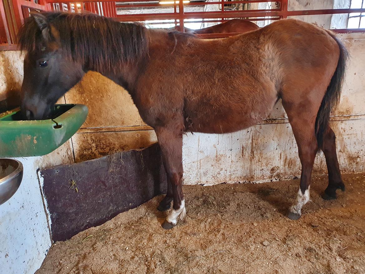 Welsh Partbred (Sec F) Struntze's Maybe Perfect  billede 29