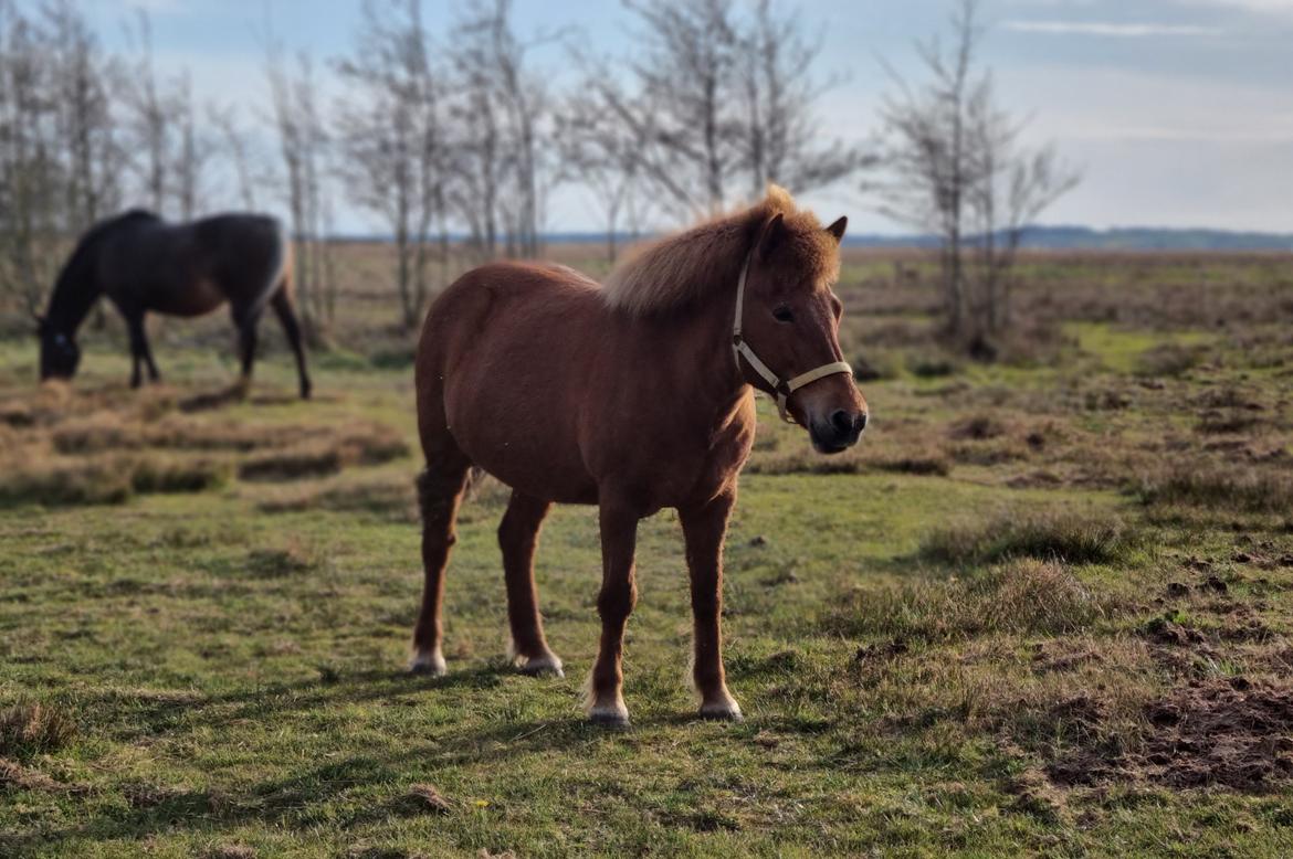 Islænder Tindra fra Russerbakken SOLGT billede 4