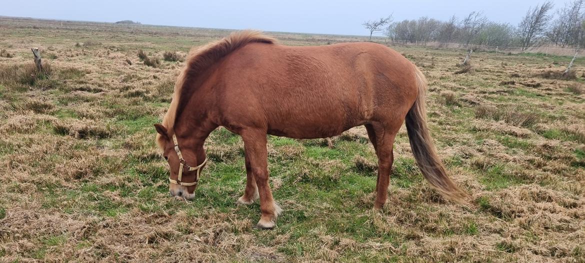 Islænder Tindra fra Russerbakken SOLGT billede 8