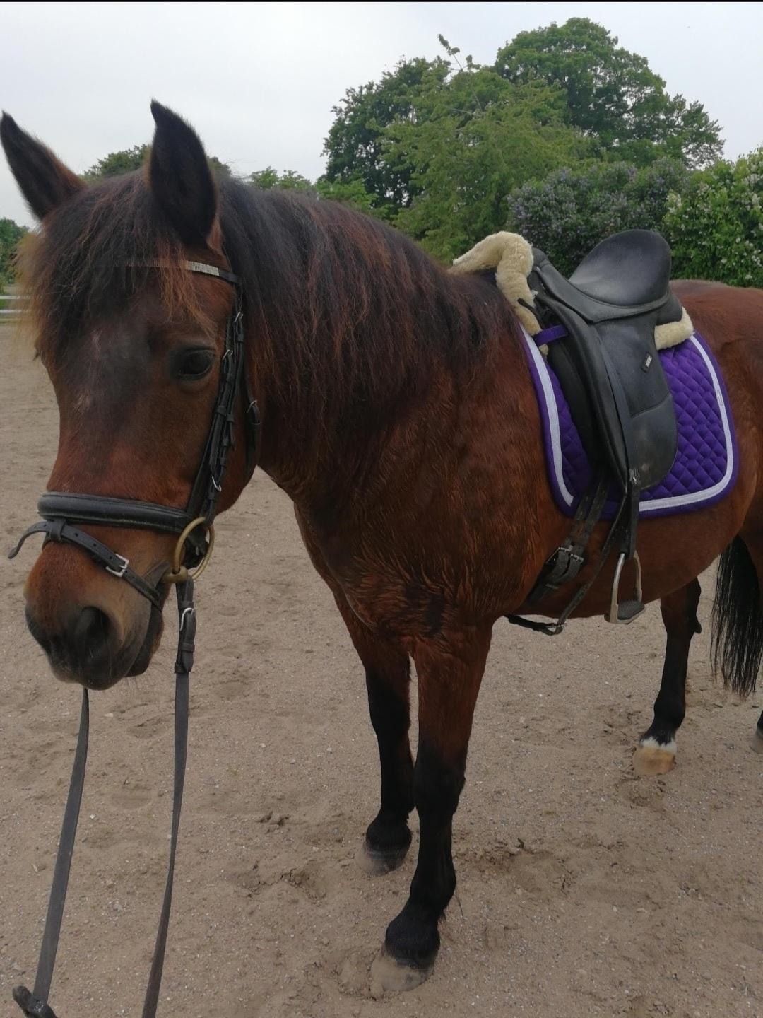 New Forest Baltazar - (2021)  billede 20