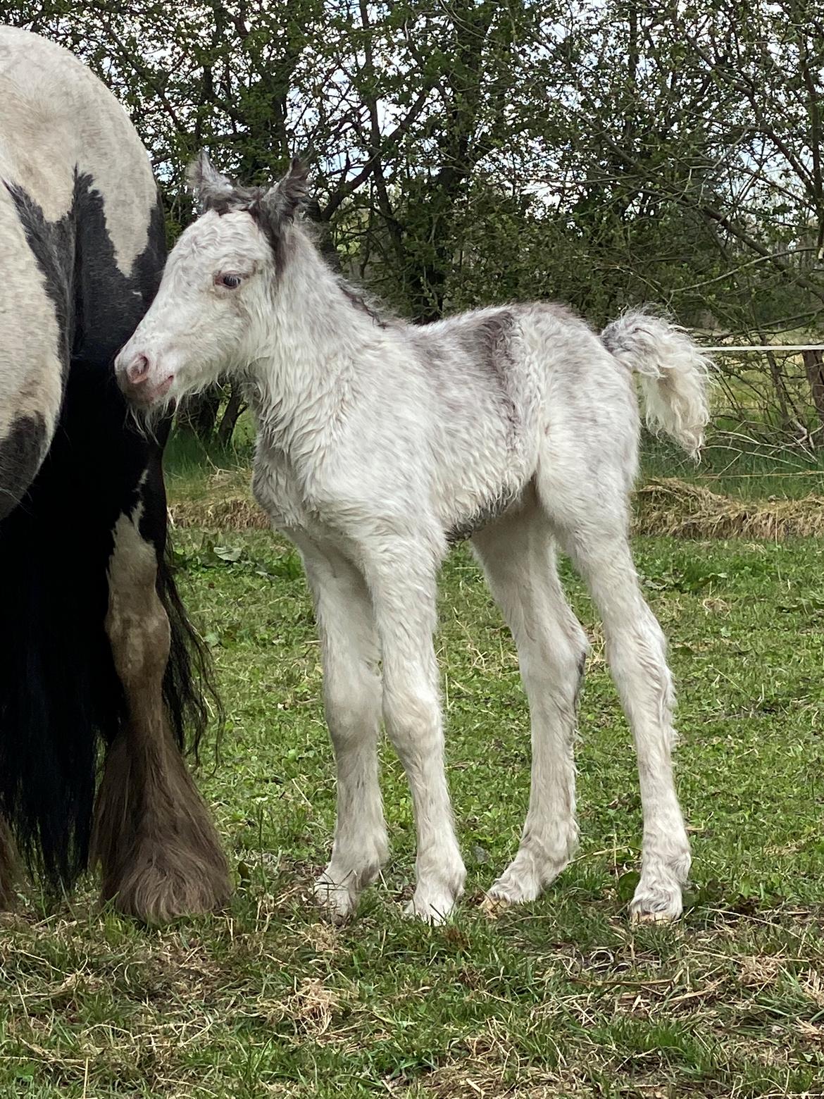 Irish Cob Lærkegaarden's Jessie billede 1