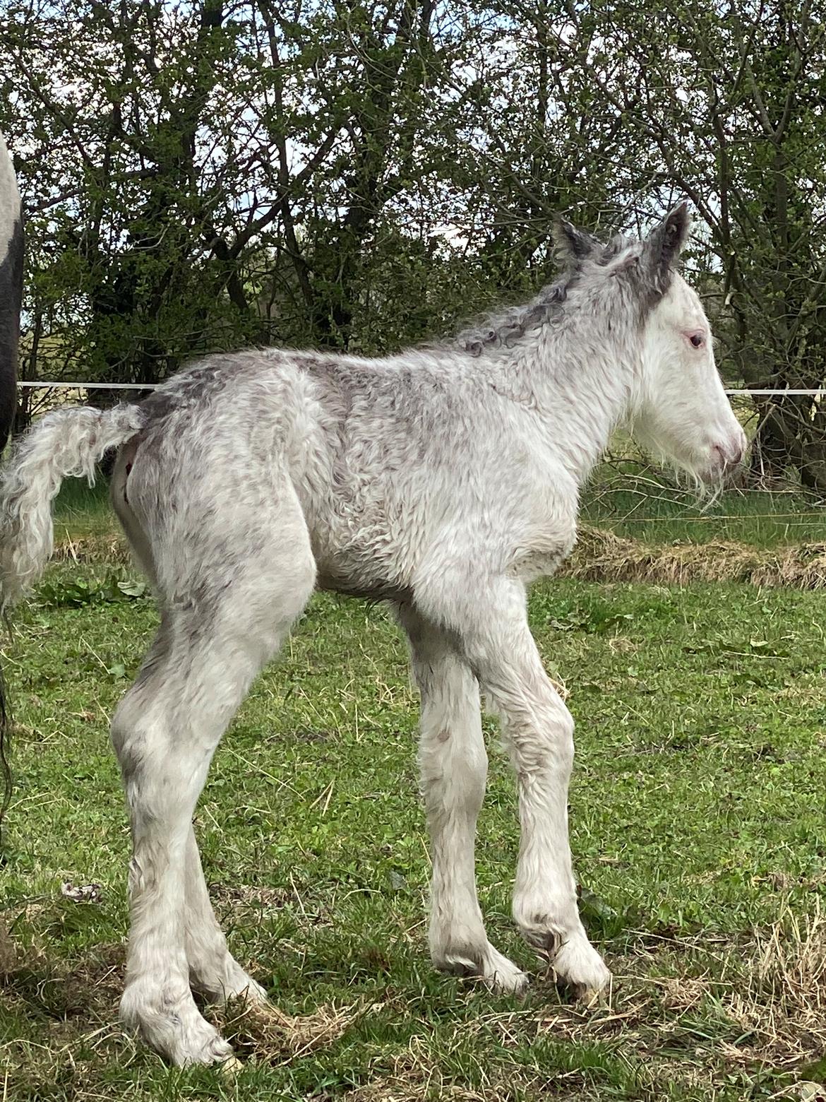 Irish Cob Lærkegaarden's Jessie billede 2
