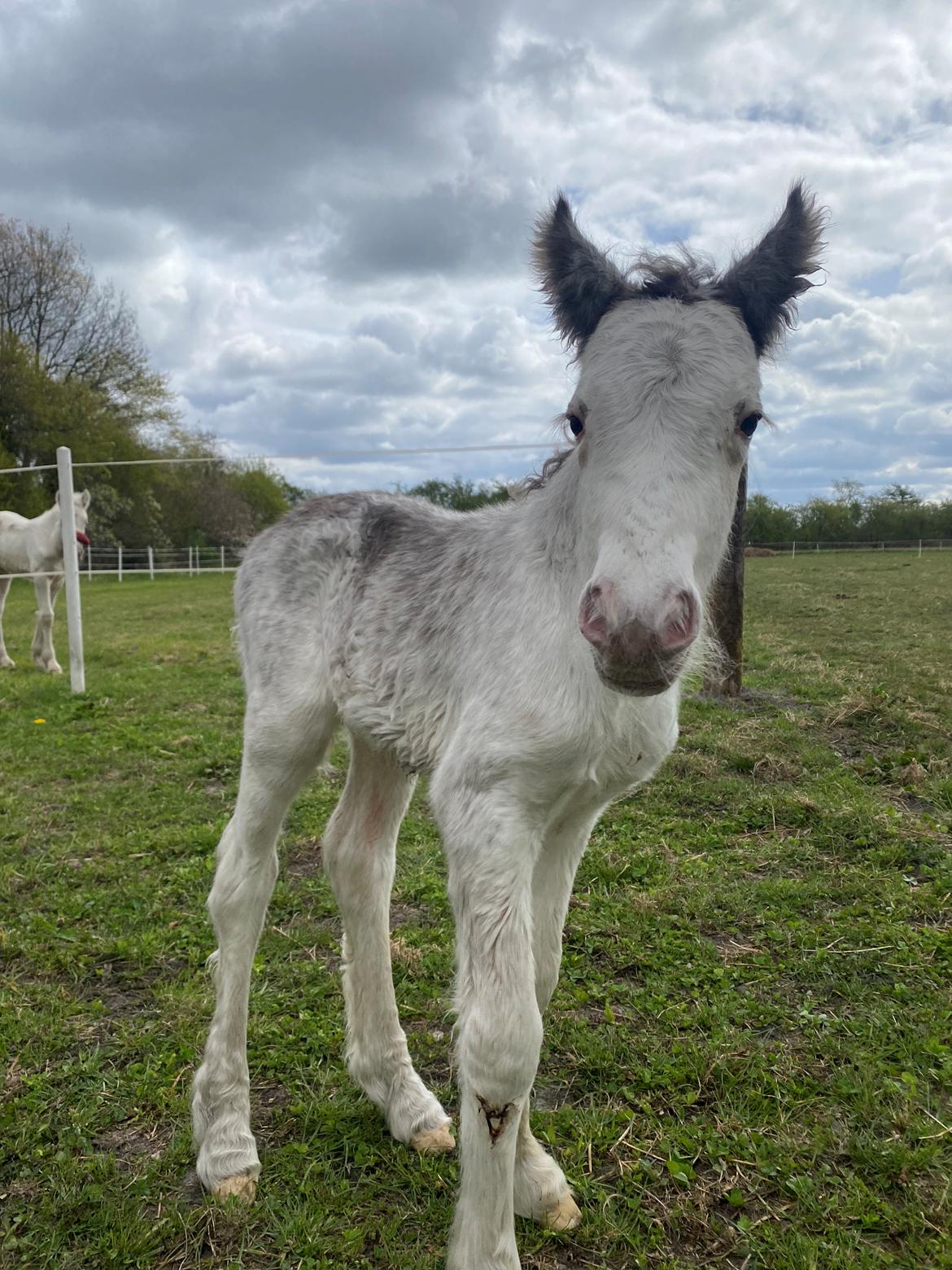 Irish Cob Lærkegaarden's Jessie billede 4