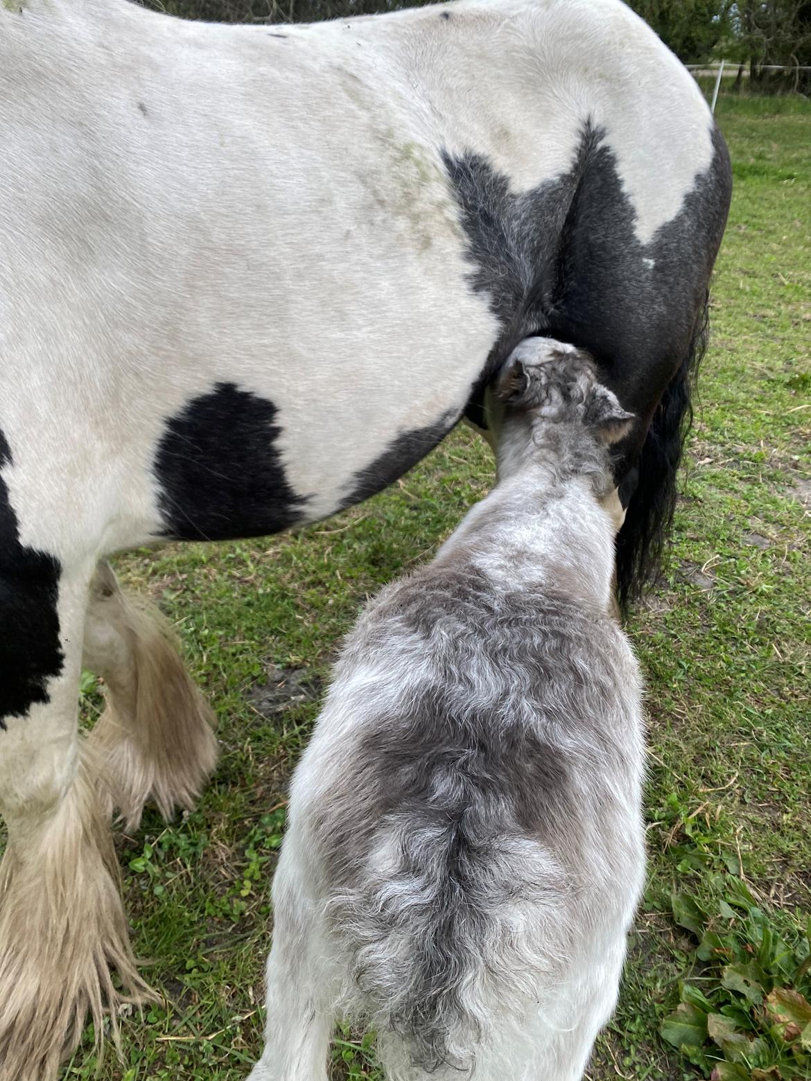 Irish Cob Lærkegaarden's Jessie billede 3