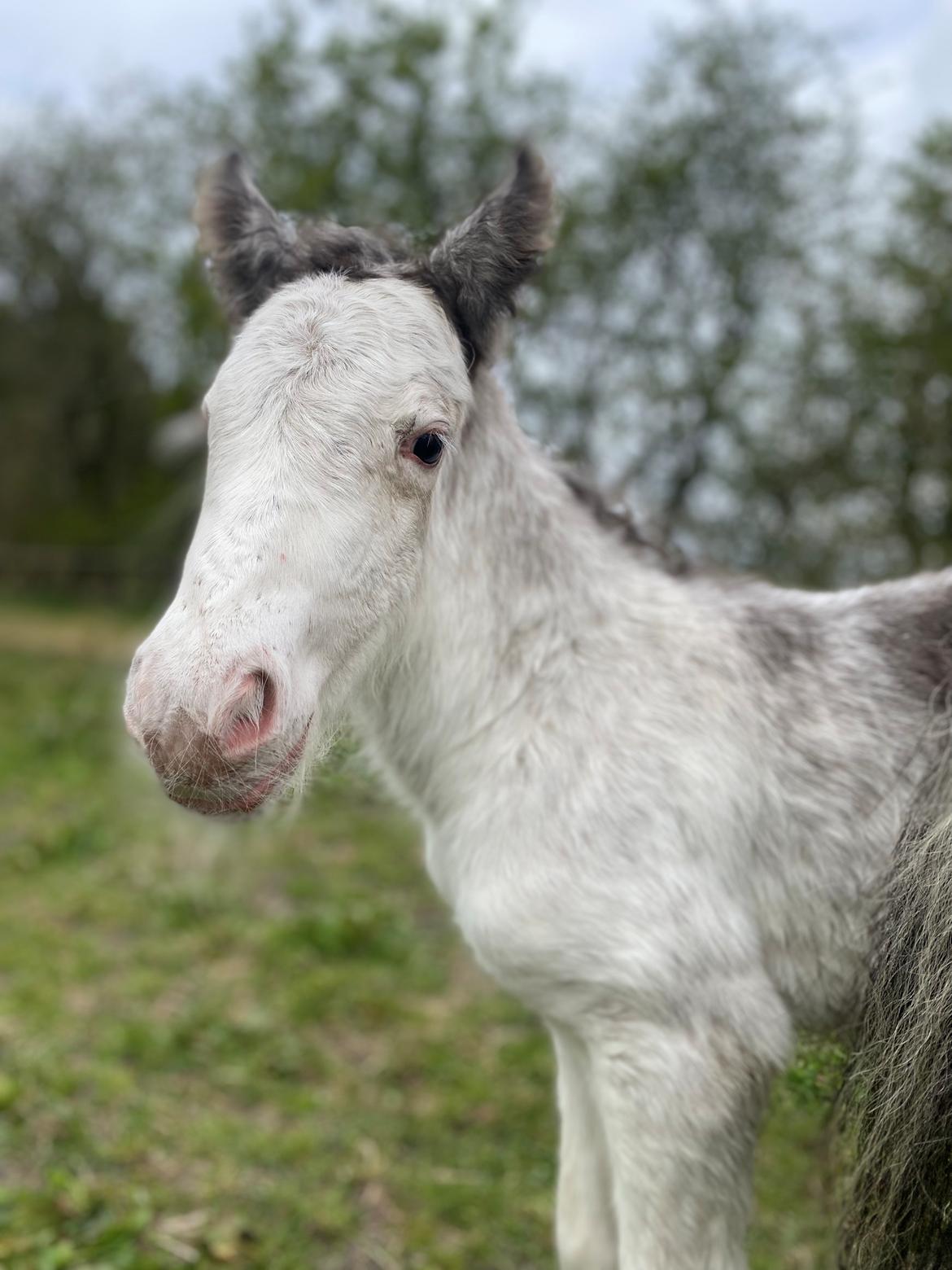 Irish Cob Lærkegaarden's Jessie billede 5