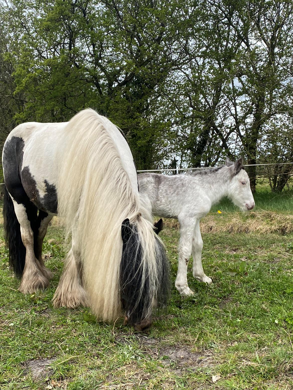 Irish Cob Lærkegaarden's Jessie billede 6