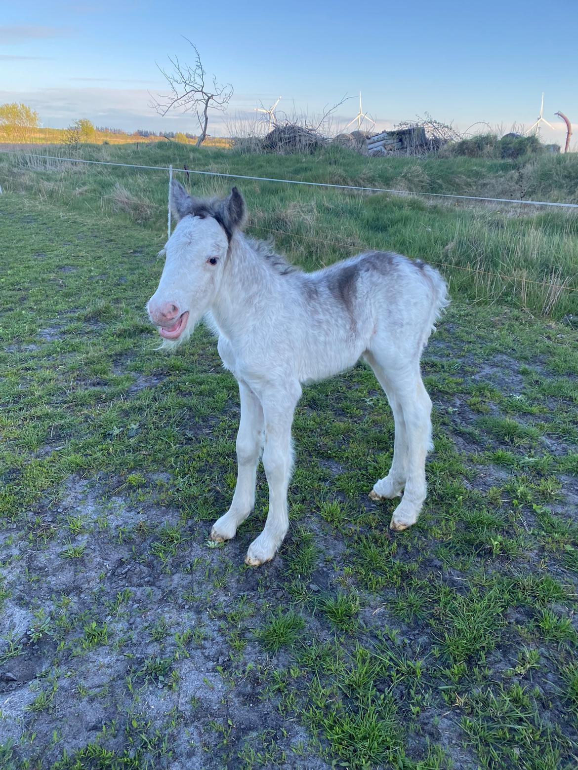 Irish Cob Lærkegaarden's Jessie billede 7