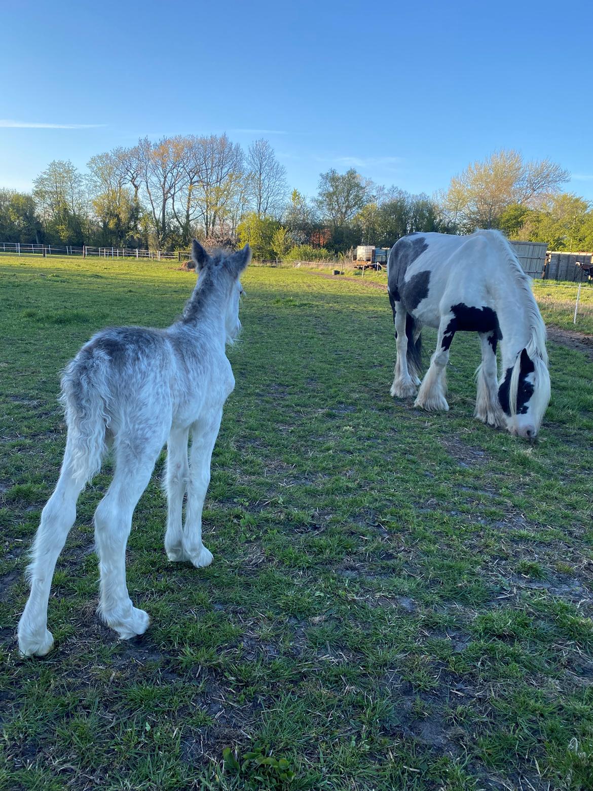 Irish Cob Lærkegaarden's Jessie billede 8