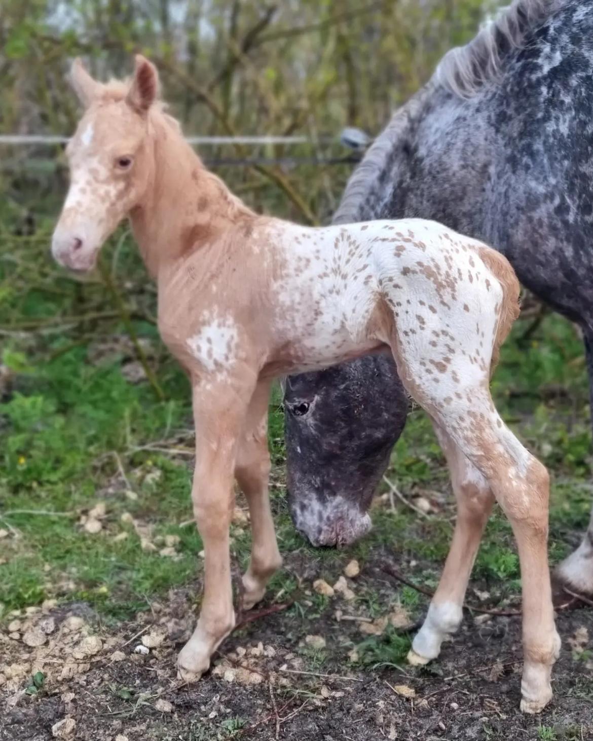 Anden særlig race Keldbækgårds Holger Danske billede 2