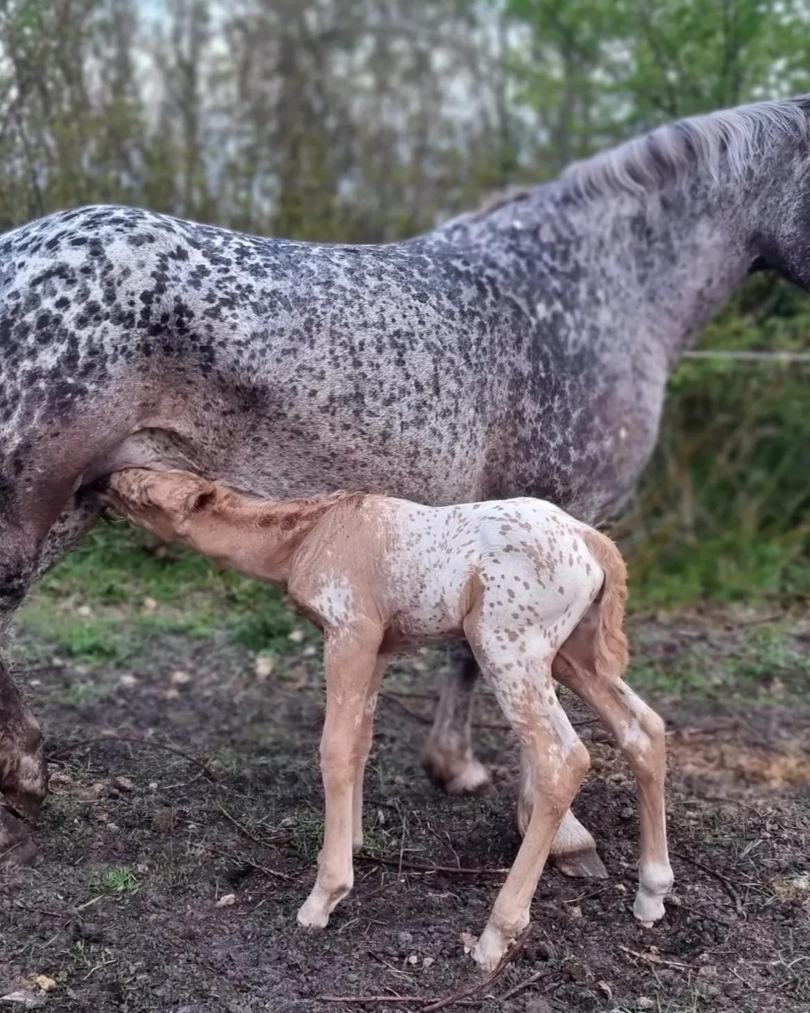 Anden særlig race Keldbækgårds Holger Danske billede 6