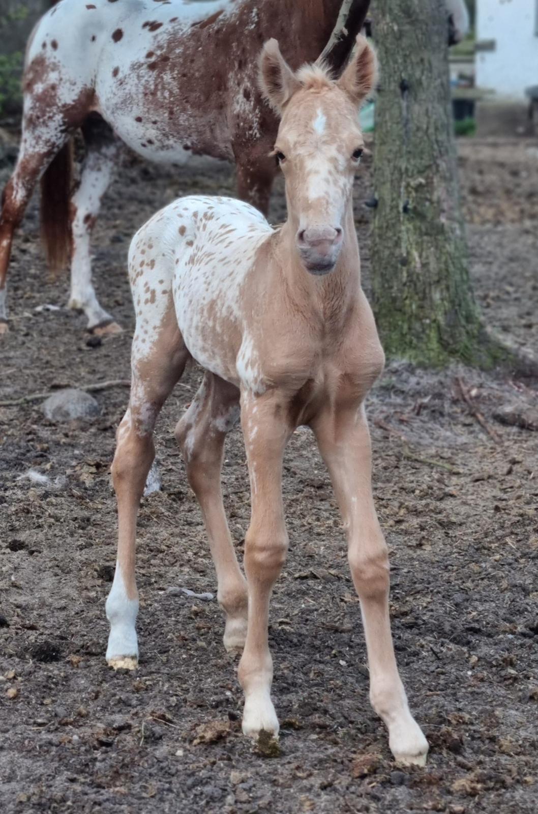 Anden særlig race Keldbækgårds Holger Danske billede 3