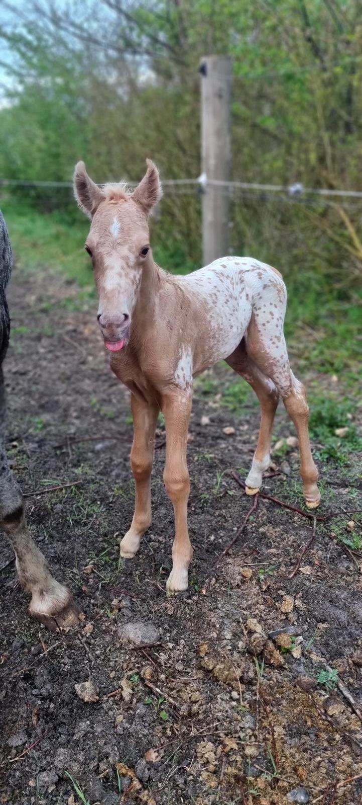 Anden særlig race Keldbækgårds Holger Danske billede 4