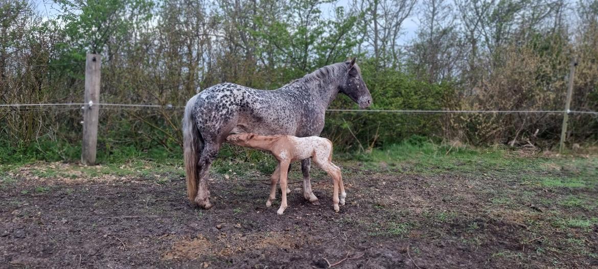 Anden særlig race Keldbækgårds Holger Danske billede 5