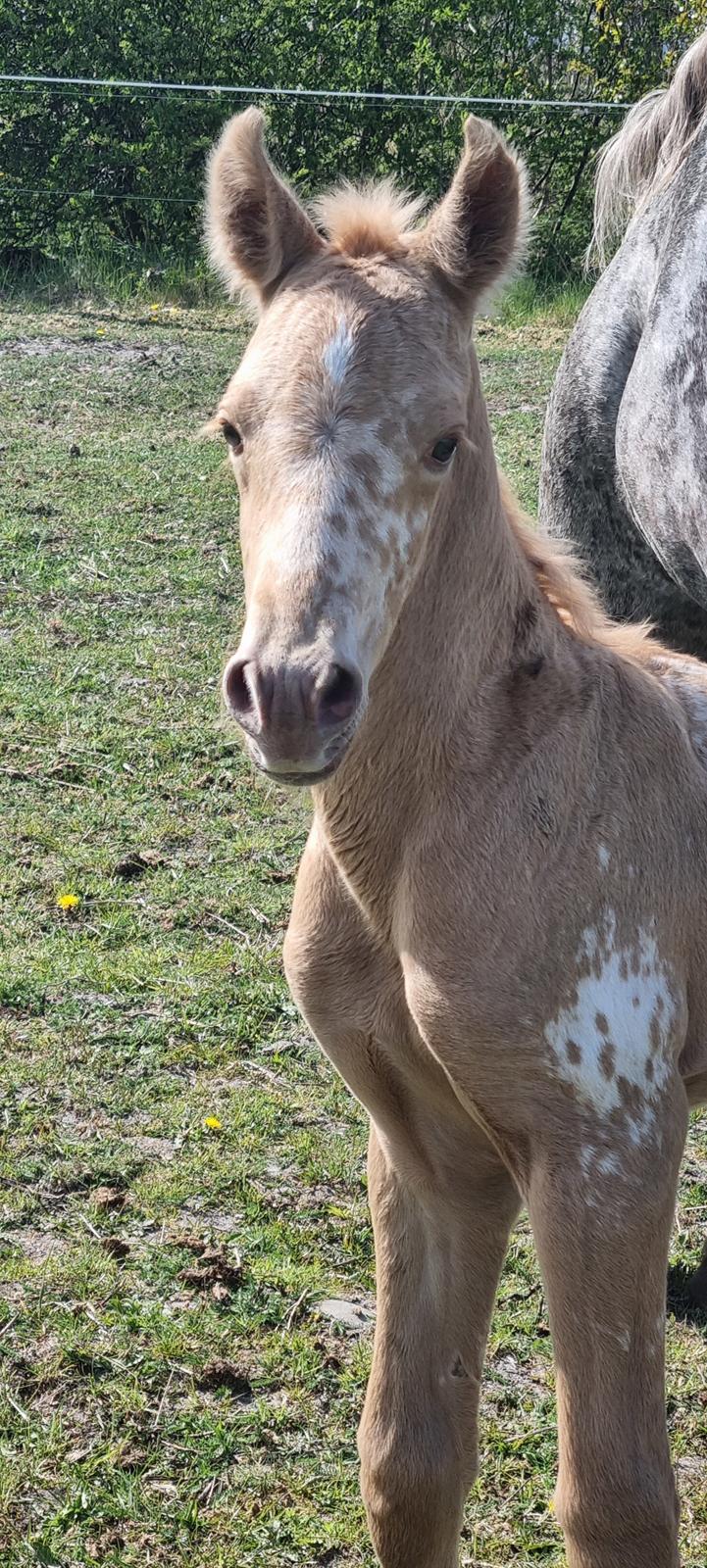 Anden særlig race Keldbækgårds Holger Danske billede 8