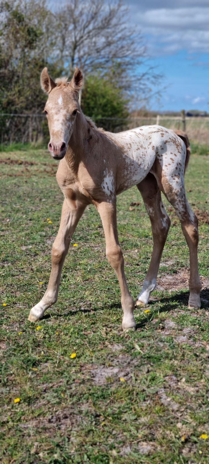 Anden særlig race Keldbækgårds Holger Danske billede 7