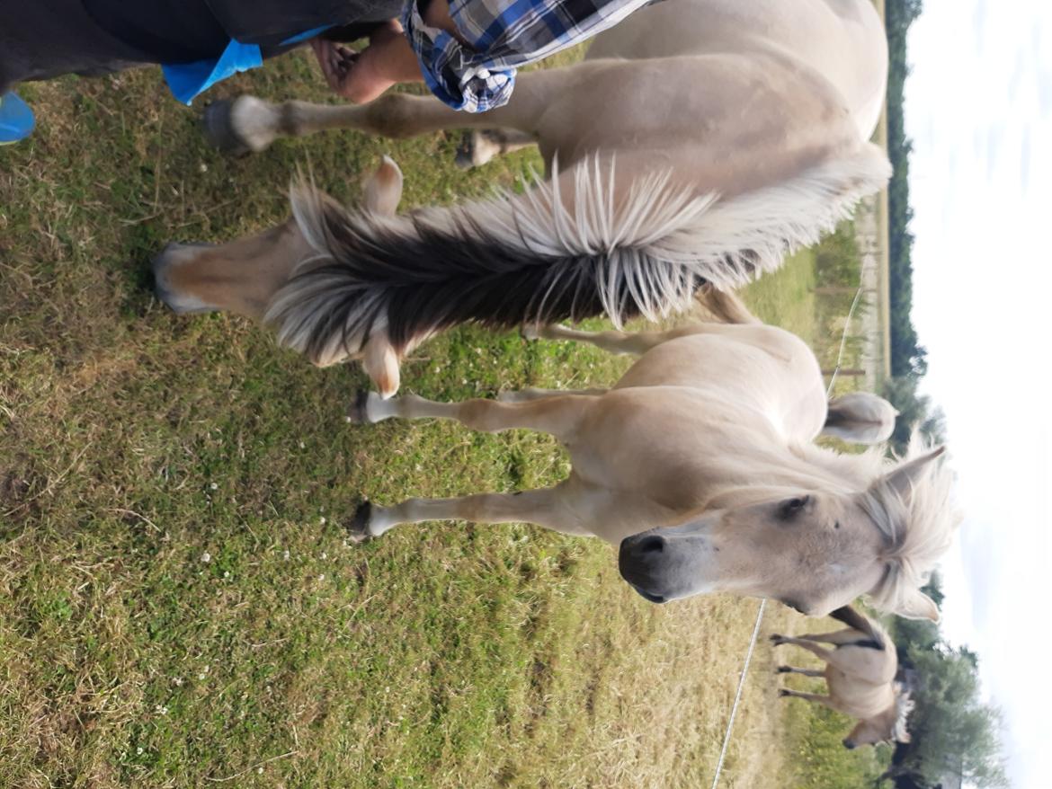 Fjordhest Oblings marco billede 1