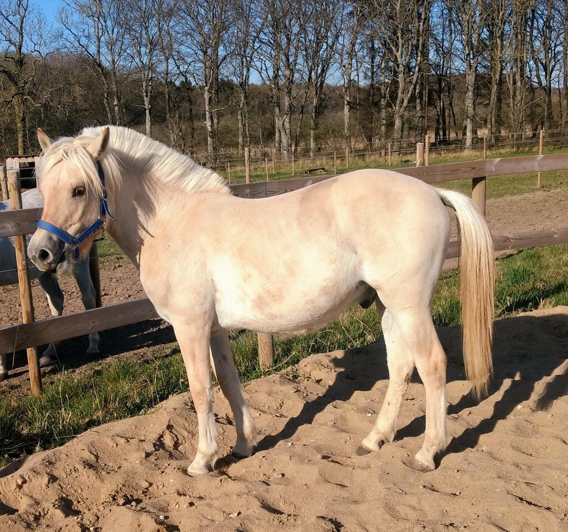 Fjordhest Oblings marco billede 14