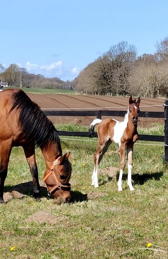 Arabisk fuldblod (OX) Rastox Sedira OX *SOLGT* billede 2