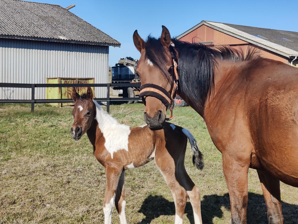 Arabisk fuldblod (OX) Rastox Sedira OX *SOLGT* billede 1