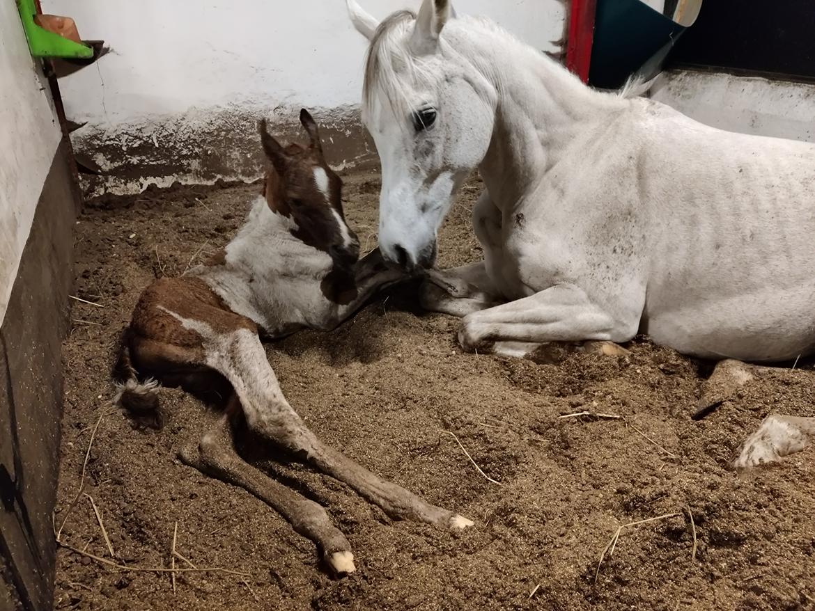 Arabisk fuldblod (OX) Sharifa Bint Jeska <3 *SOLGT* billede 1