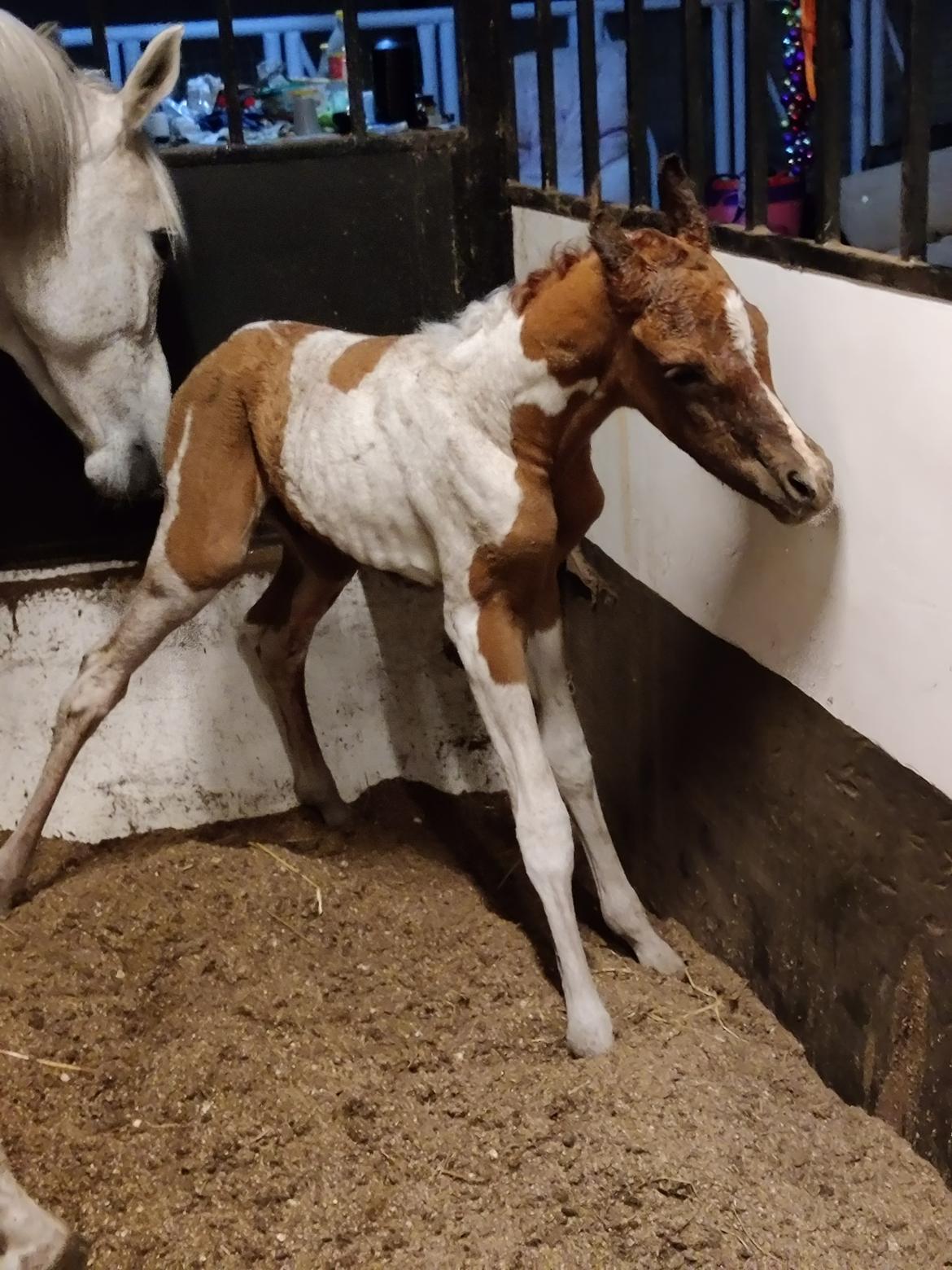 Arabisk fuldblod (OX) Sharifa Bint Jeska <3 *SOLGT* billede 2