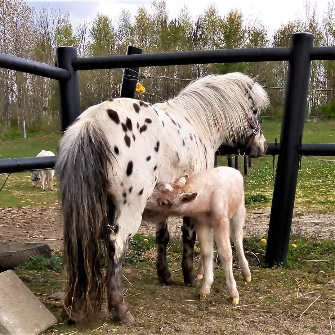 Knabstrupper Majco's Lille Azalea  billede 3