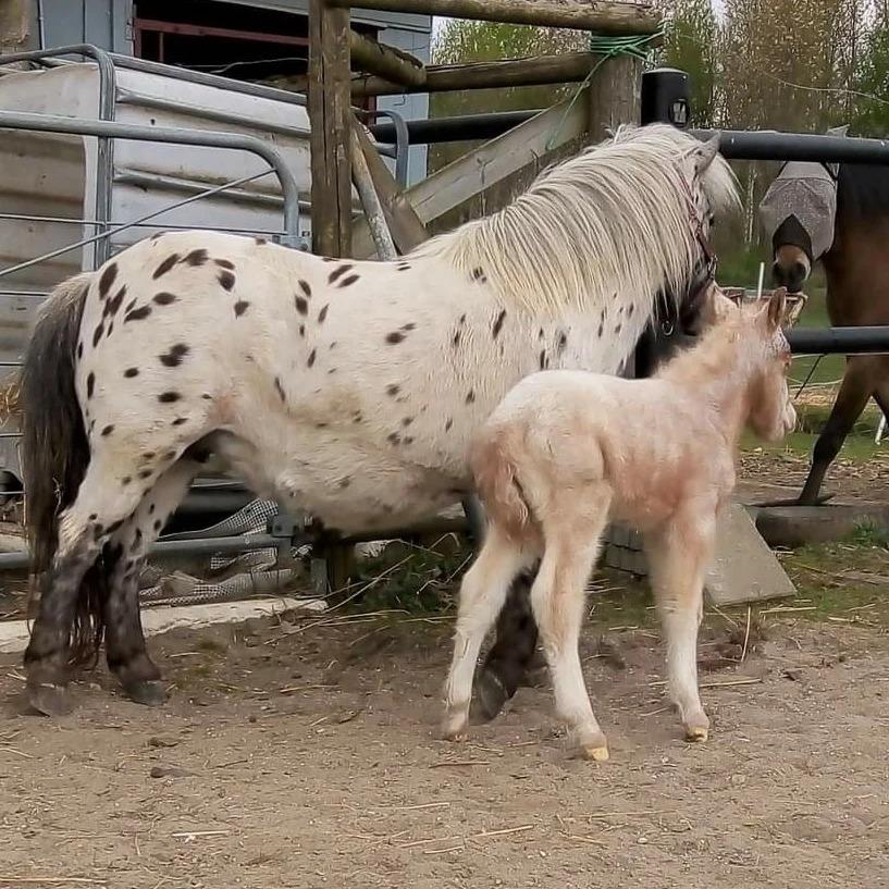 Knabstrupper Majco's Lille Azalea  billede 4