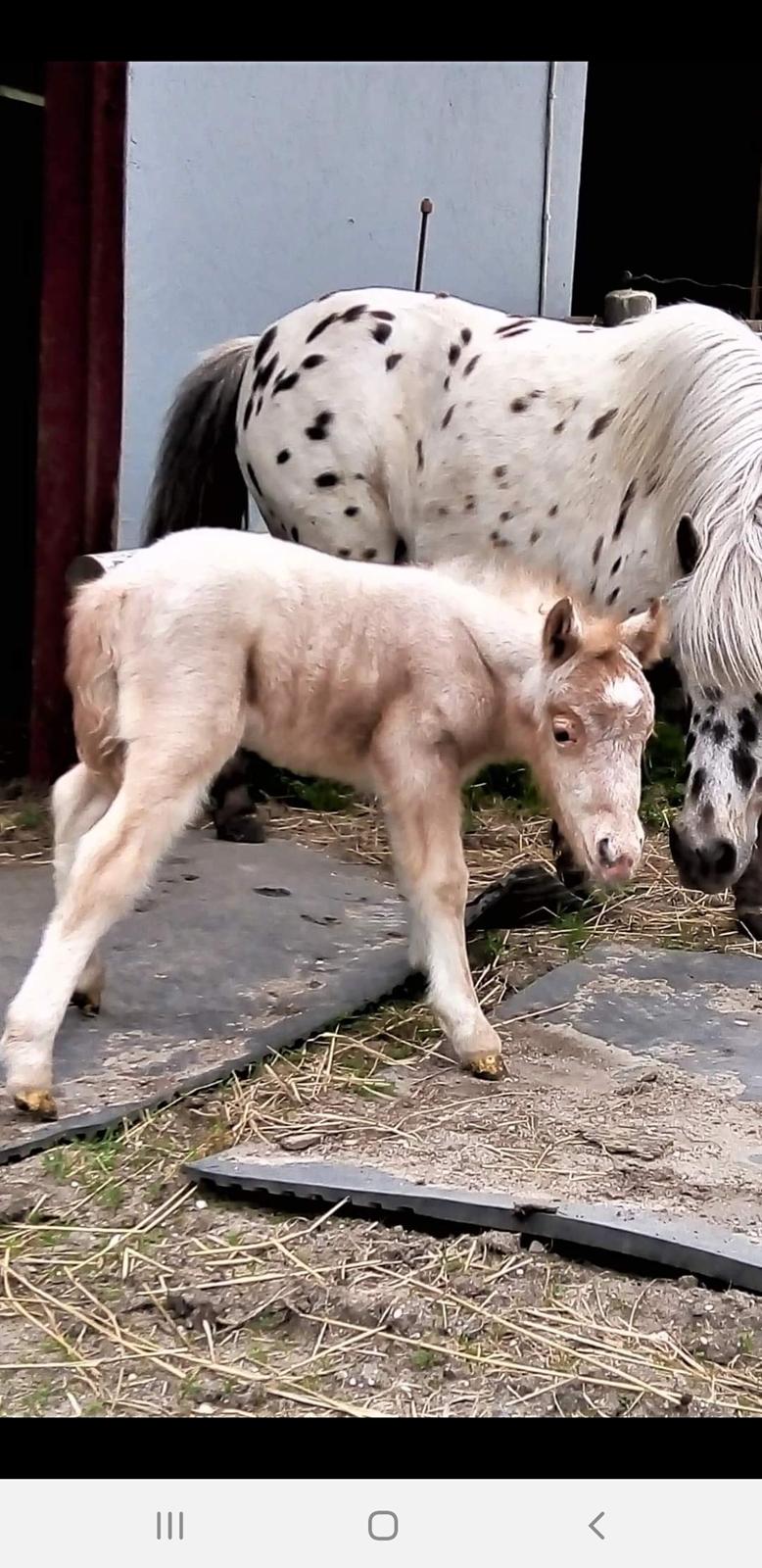 Knabstrupper Majco's Lille Azalea  billede 5