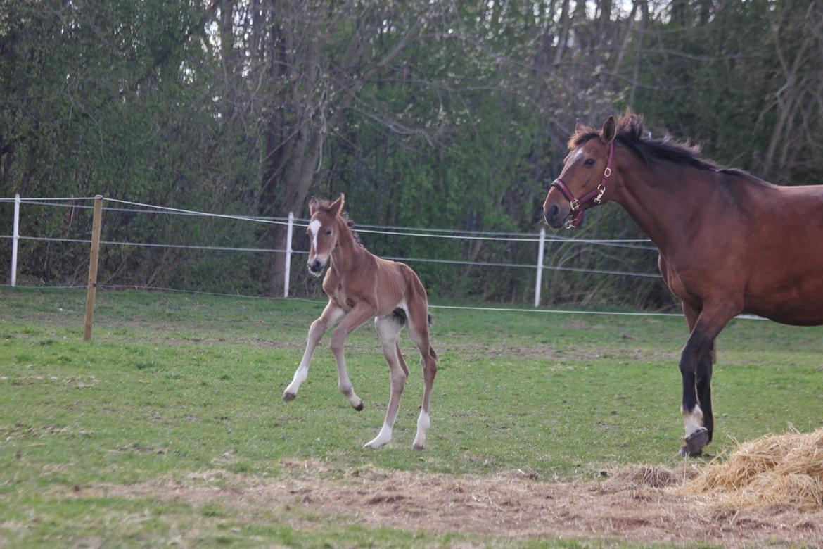 Dansk Varmblod Cornetti N.G.M billede 6