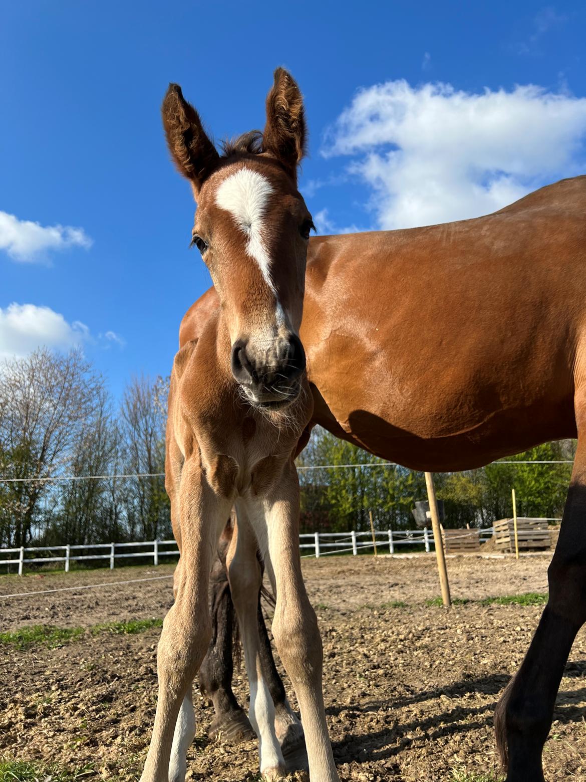Dansk Varmblod Cornetti N.G.M billede 9