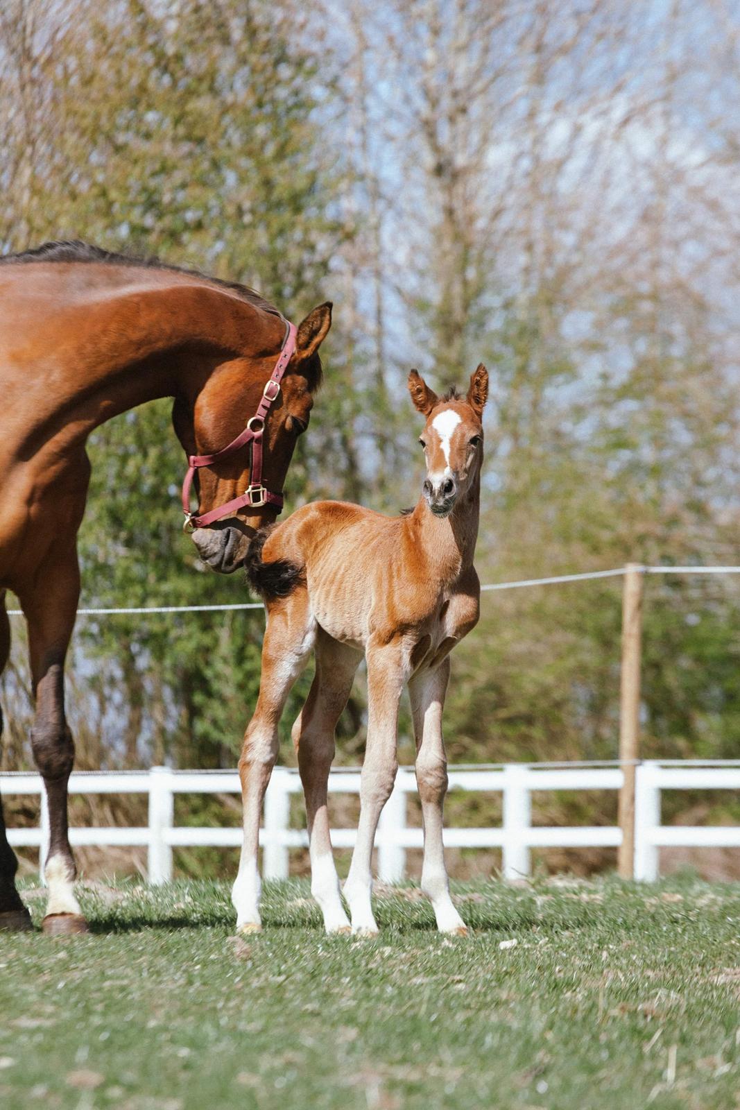 Dansk Varmblod Cornetti N.G.M billede 13