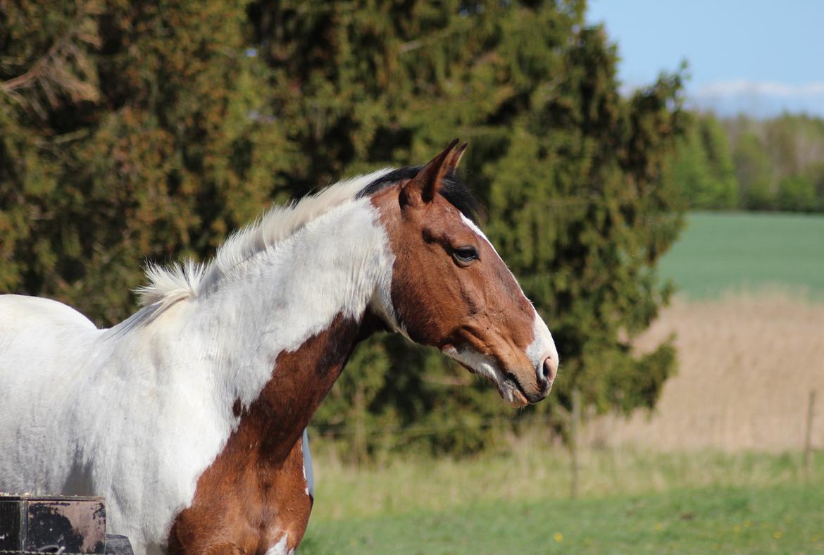 Pinto Luke billede 15