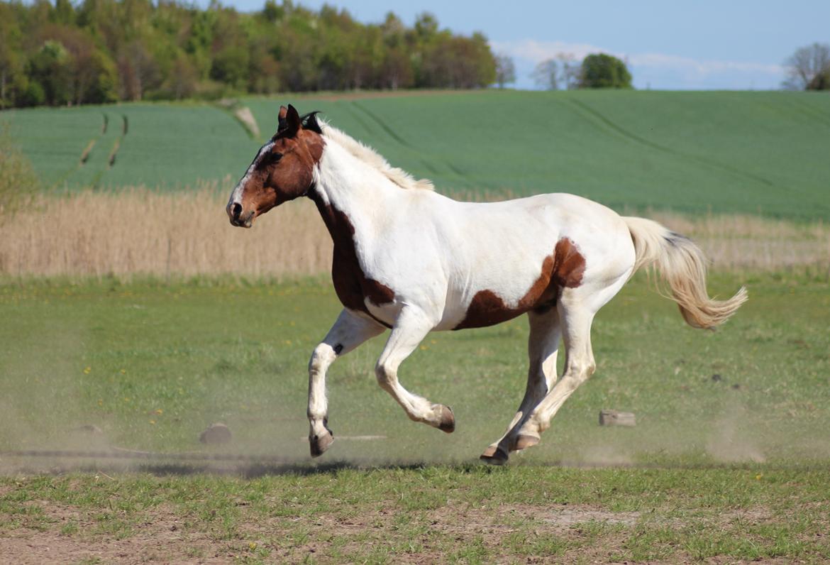 Pinto Luke billede 9